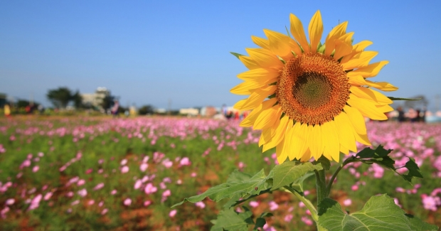 Xihai Flower Garden Zone